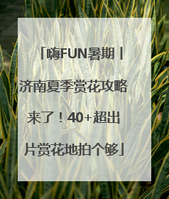 嗨FUN暑期丨济南夏季赏花攻略来了！40+超出片赏花地拍个够